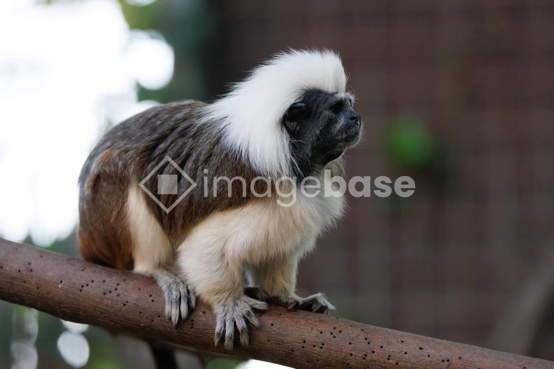 Cotton-top Tamarin
