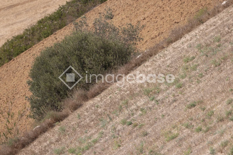 Diagonal Field Landscape