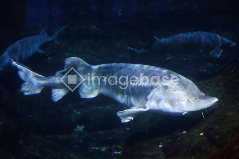 Underwater Sturgeon