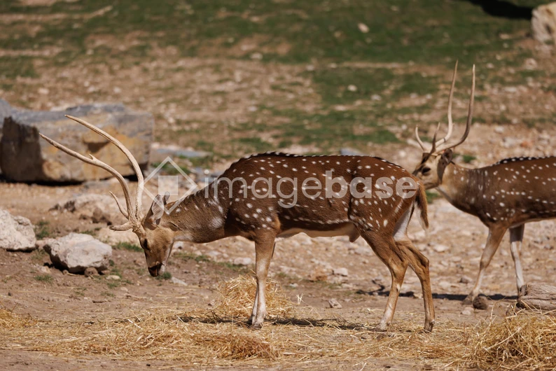Deer in Natural Habitat