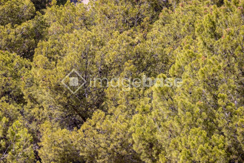 Dense Forest Canopy