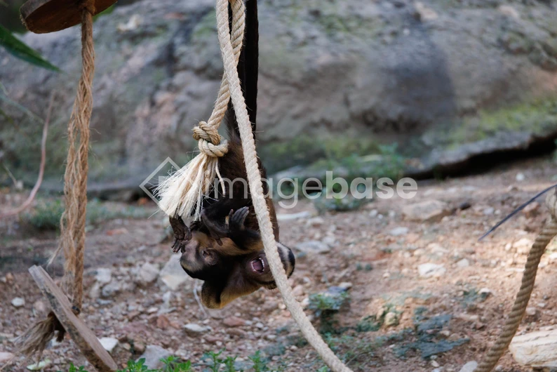 Playful Monkey on Rope