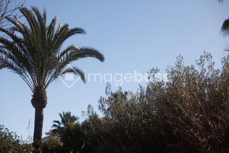 Serene Palm View