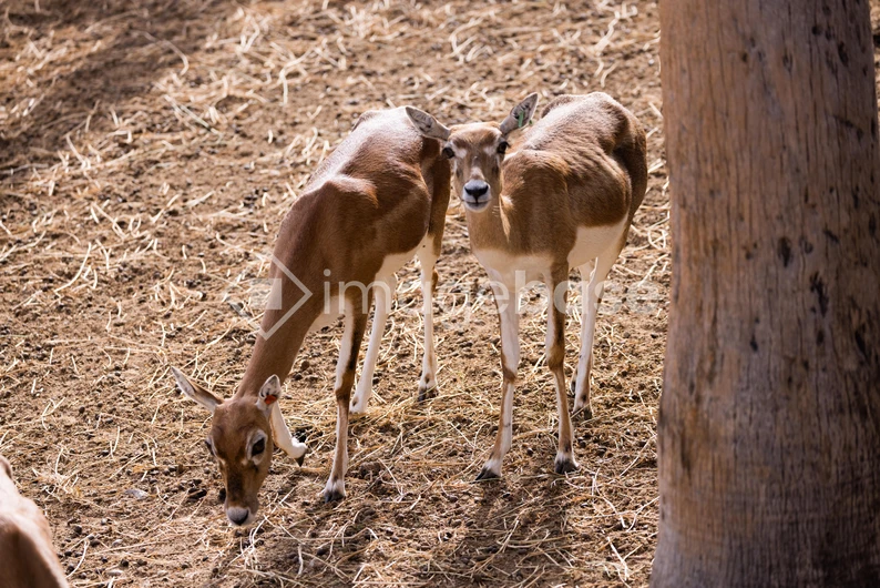 Antelopes in a Natural Habitat