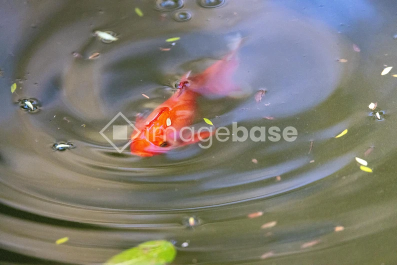 Koi Fish in Tranquil Pond