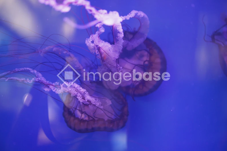 Mesmerizing Jellyfish