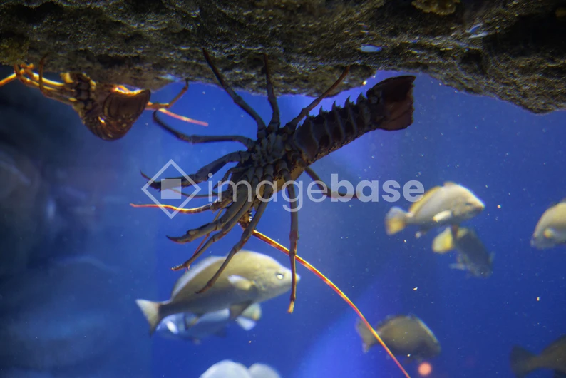 Underwater Scene with Lobster