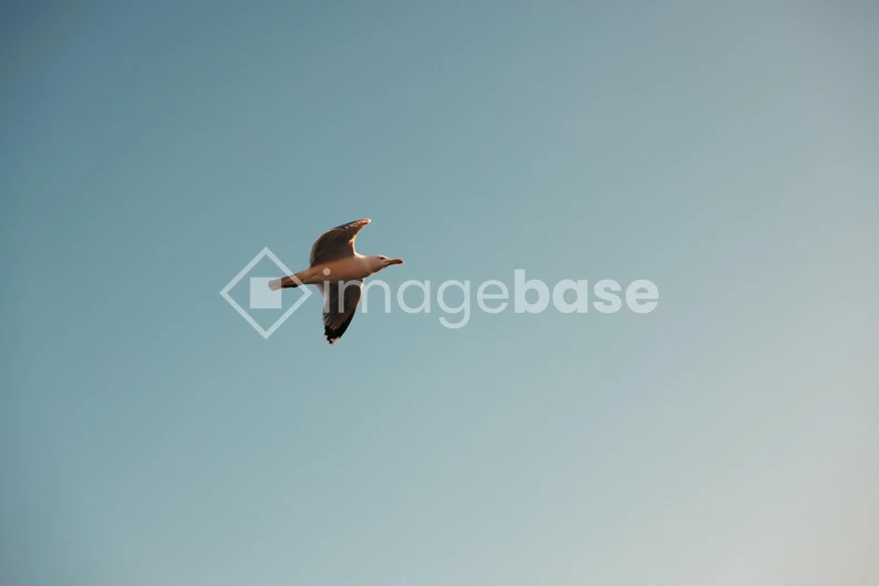 Seagull in Flight