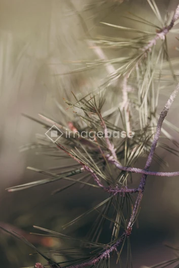 Soft Pine Needles