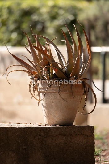 Potted Plant on a Stone Ledge