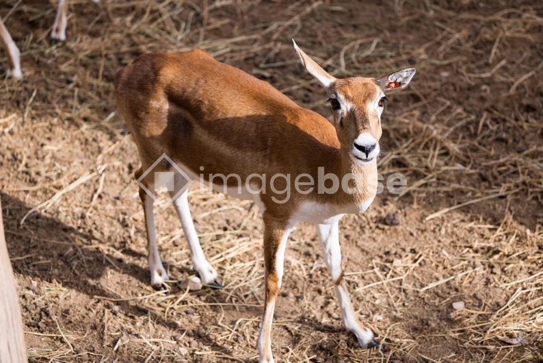 Grazing Antelope in Natural Habitat