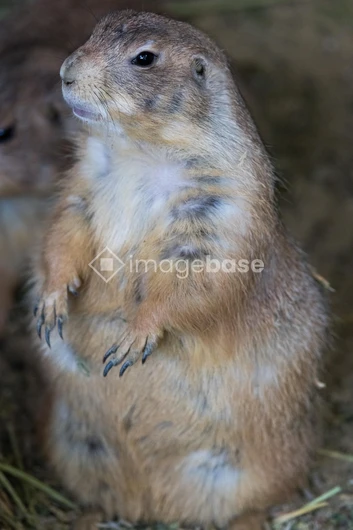 Prairie Dog Portrait