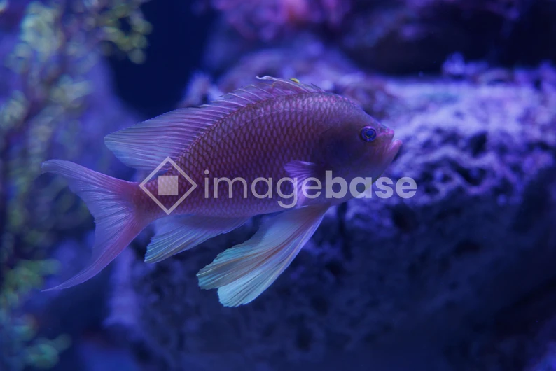 Underwater Serenity