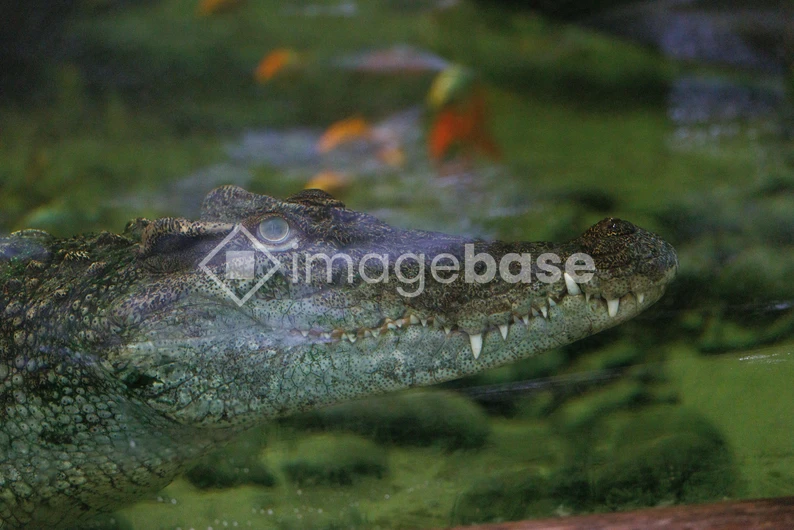 Crocodile Underwater