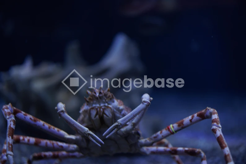 Close-up of a Spider Crab