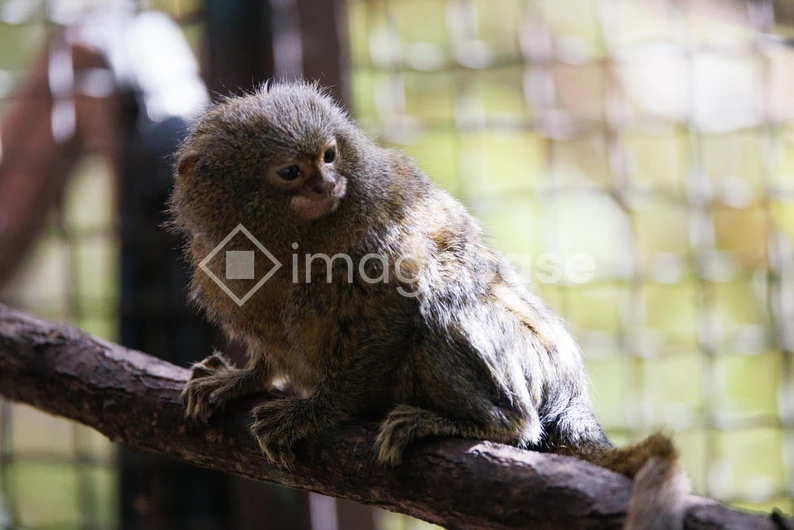 Pygmy Marmoset on a Branch