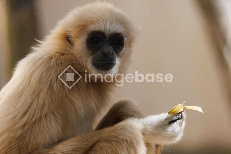 Gibbon Eating