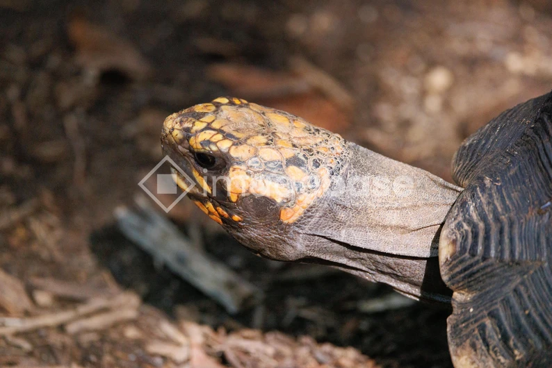 Close-up of a Tortoise