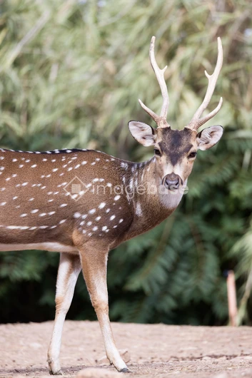 Spotted Deer in Natural Habitat