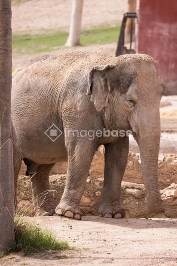 Elephant in Natural Setting