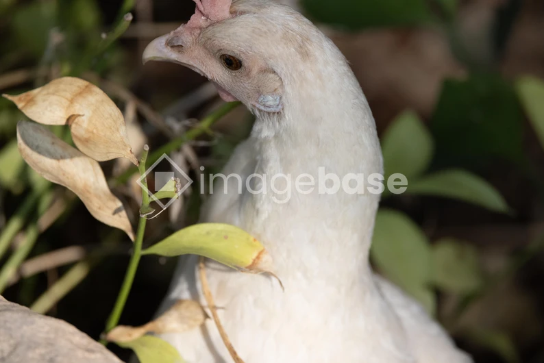 White Chicken Among Leaves