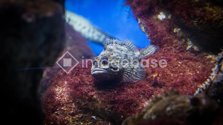 Camouflaged Fish in Coral