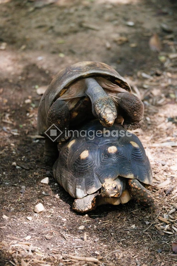 Tortoises in Natural Habitat