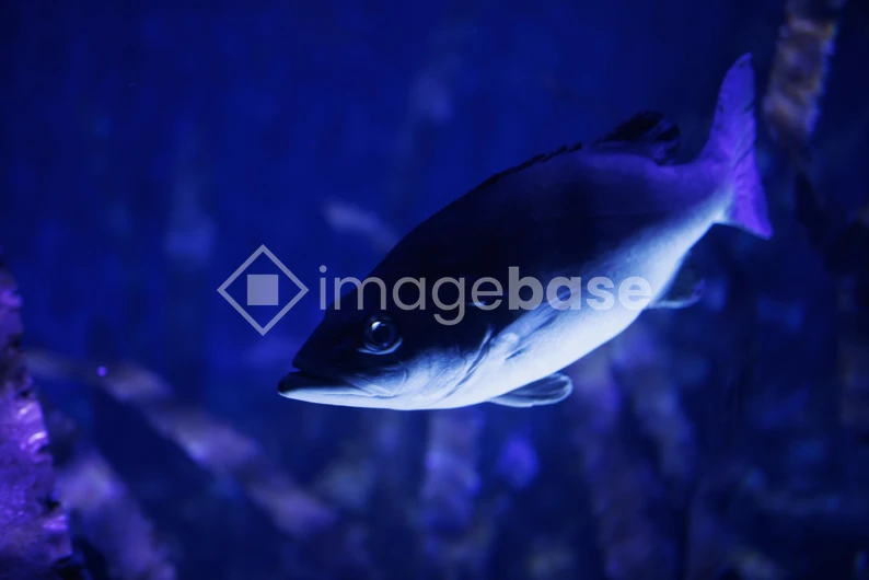 Underwater Fish in Aquarium