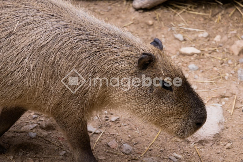 Capybara Close-up