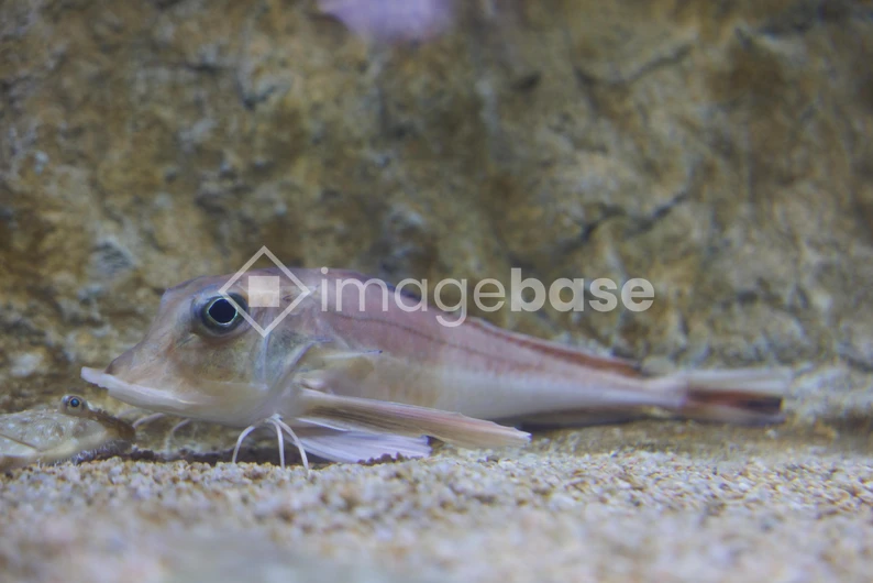 Aquatic Life Close-Up