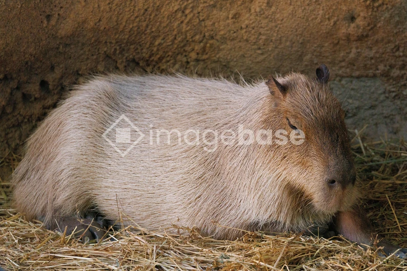 Capybara Resting