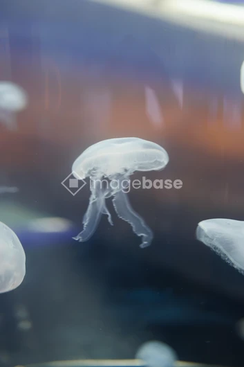 Floating Jellyfish