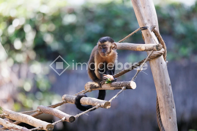 Monkey on Wooden Structure