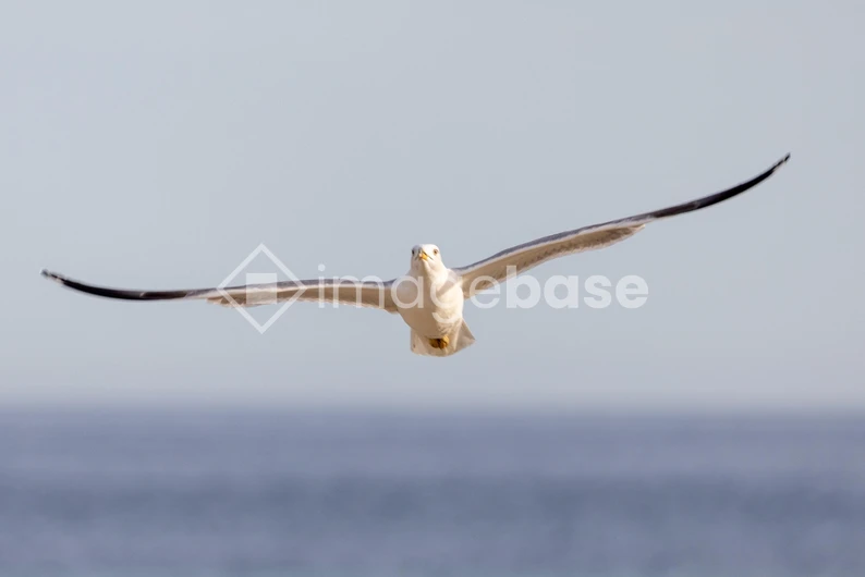 Seagull in Flight