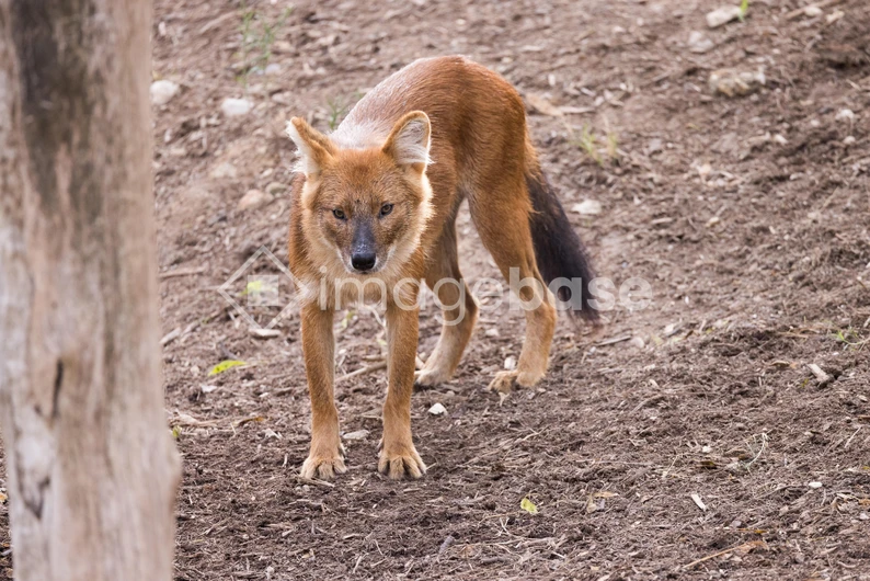 Wild Canine in Natural Habitat