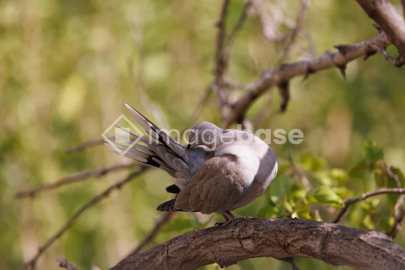 Bird Preening on a Branch