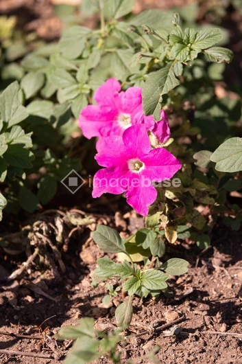 Vibrant Pink Flowers in Sunlit Garden
