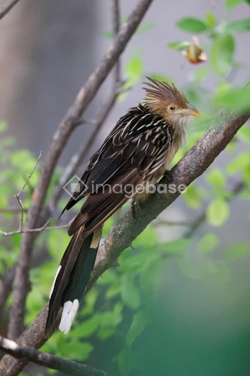 Elegant Bird on a Branch