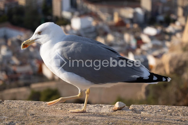 Seagull in Urban Setting