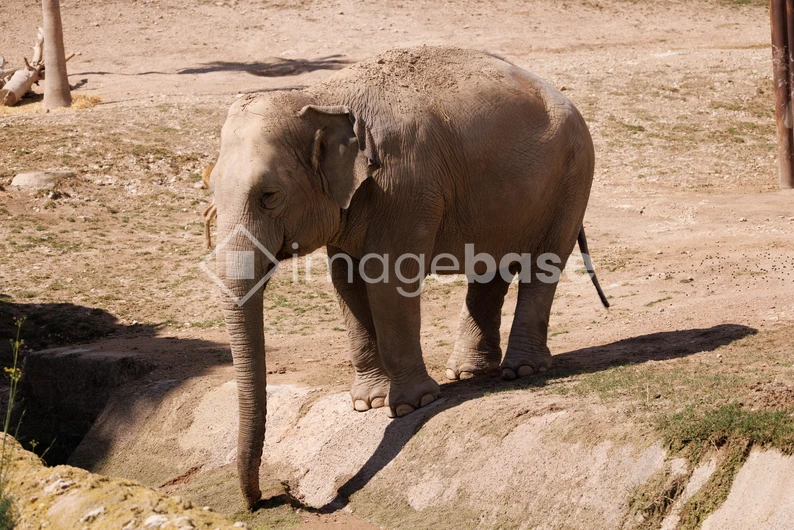 Elephant in Natural Habitat
