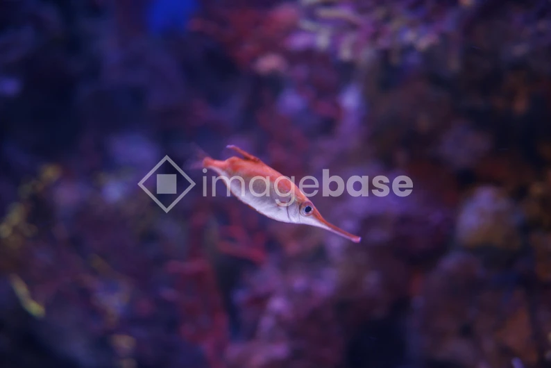 Colorful Tropical Aquarium