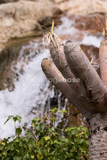 Desert Plant by Waterfall