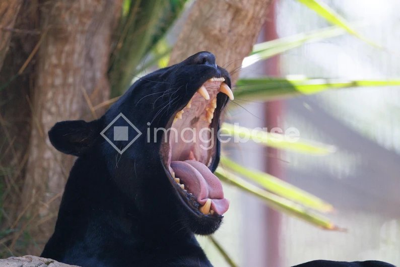 Yawning Black Panther