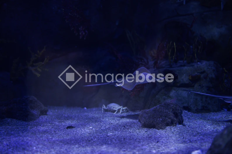 Underwater Scene with Ray and Crab