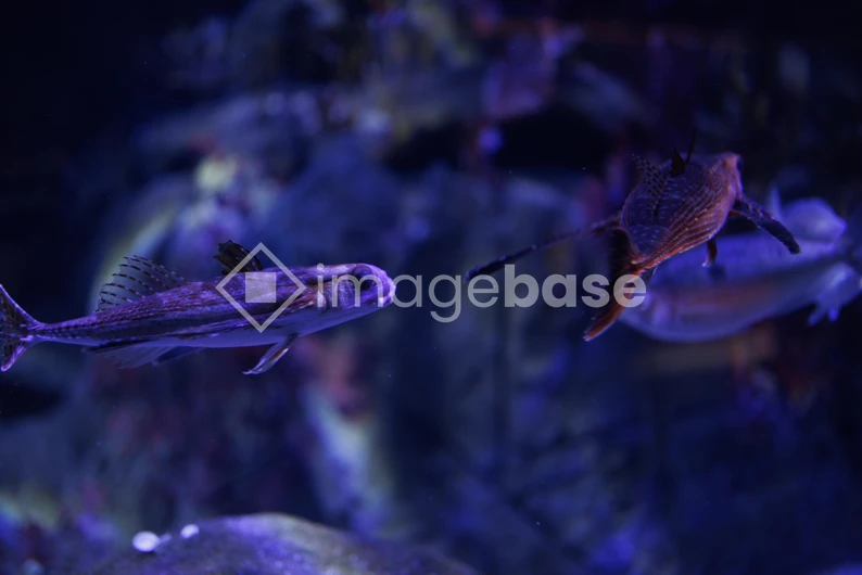 Aquarium Fish in Deep Blue