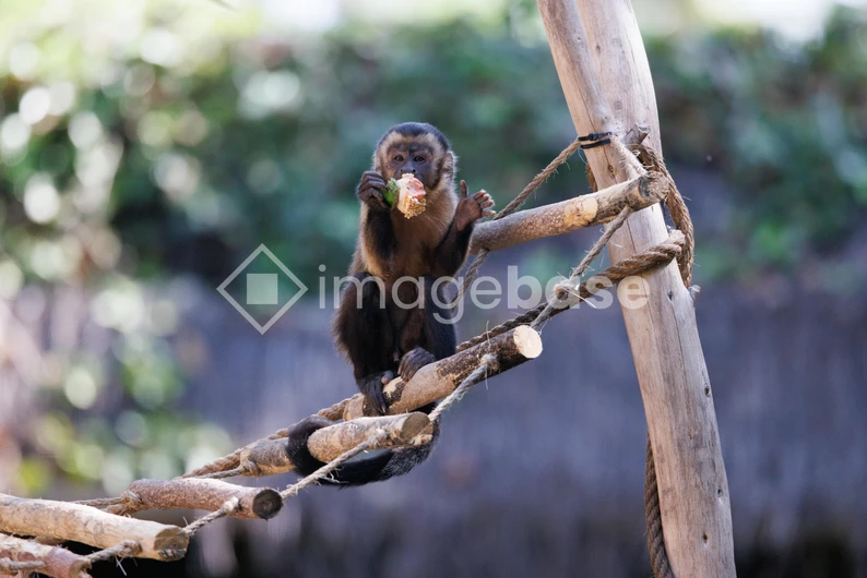 Monkey Enjoying a Snack