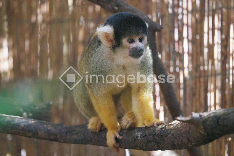 Squirrel Monkey on a Branch