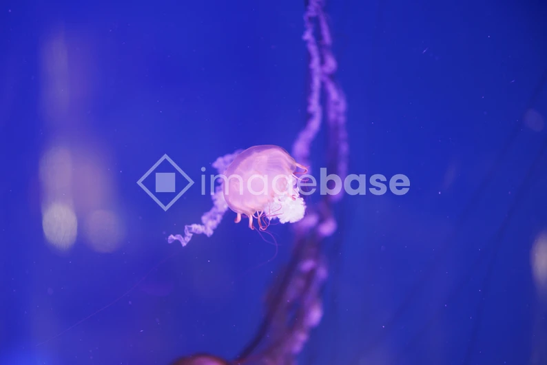 Mesmerizing Jellyfish