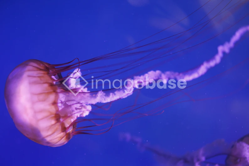 Mesmerizing Jellyfish