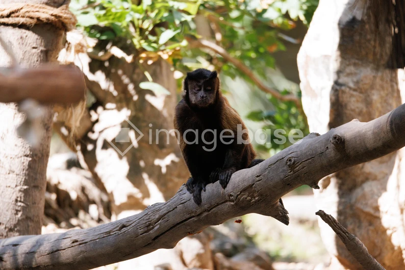 Monkey on a Branch
